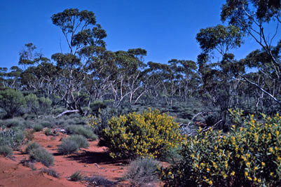 APII jpeg image of Eucalyptus platycorys,<br/>Eucalyptus foecunda,<br/>Triodia sp.,<br/>Acacia camptoclada  © contact APII
