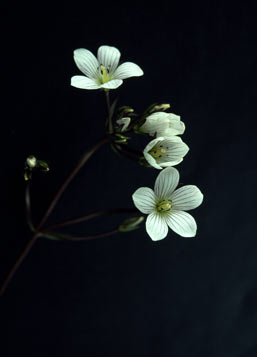 APII jpeg image of Chionogentias cunninghamii subsp. cunninghamii  © contact APII