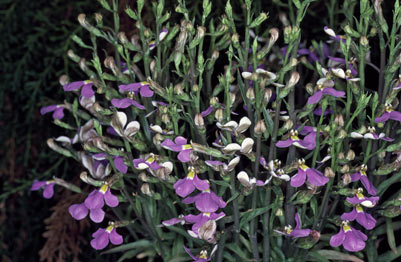 APII jpeg image of Lobelia heterophylla  © contact APII