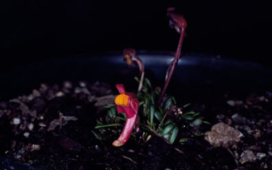 APII jpeg image of Utricularia menziesii  © contact APII