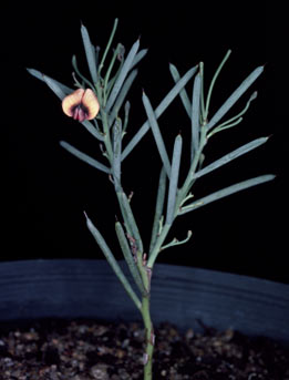 APII jpeg image of Daviesia teretifolia  © contact APII