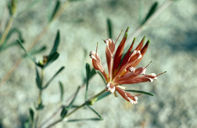 APII jpeg image of Lambertia multiflora  © contact APII
