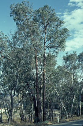 APII jpeg image of Eucalyptus cinerea subsp. triplex  © contact APII