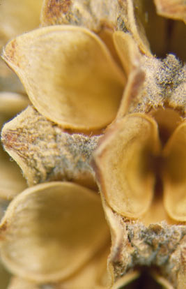 APII jpeg image of Casuarina equisetifolia subsp. incana  © contact APII