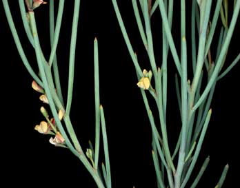 APII jpeg image of Daviesia apiculata  © contact APII
