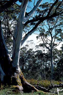APII jpeg image of Eucalyptus globulus subsp. bicostata  © contact APII