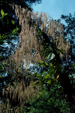 APII jpeg image of Calomeria amaranthoides  © contact APII