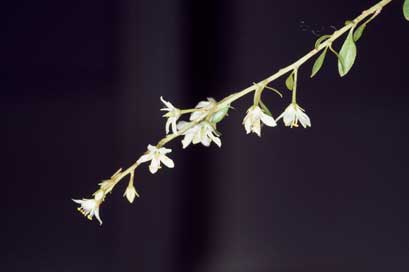 APII jpeg image of Bursaria reevesii  © contact APII