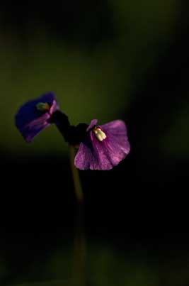 APII jpeg image of Utricularia dichotoma  © contact APII