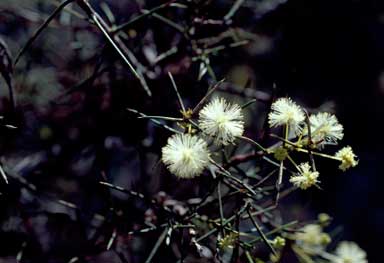 photo © contact APII