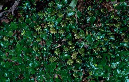 APII jpeg image of Marchantia foliacea  © contact APII