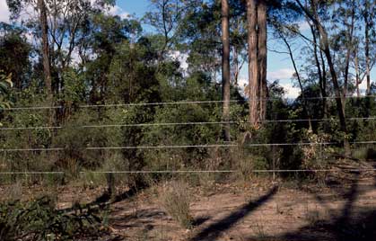 APII jpeg image of Eucalyptus curtisii  © contact APII