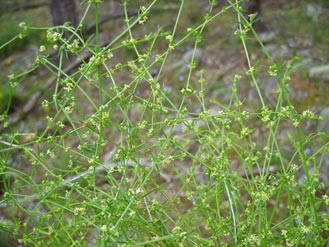 APII jpeg image of Galium gaudichaudii subsp. gaudichaudii  © contact APII
