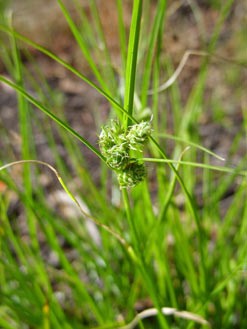 APII jpeg image of Carex inversa  © contact APII