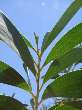 APII jpeg image of Acacia cowleana  © contact APII
