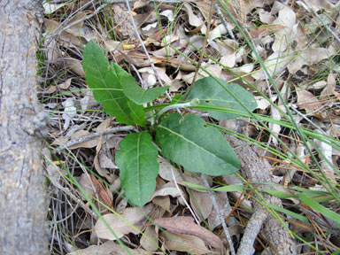 APII jpeg image of Trichocline spathulata  © contact APII