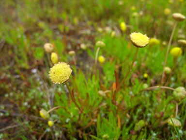 APII jpeg image of Cotula coronopifolia  © contact APII