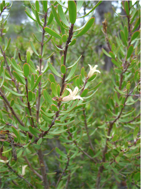 APII jpeg image of Persoonia muelleri subsp. muelleri  © contact APII