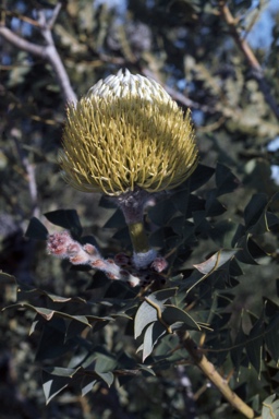 APII jpeg image of Banksia baxteri  © contact APII