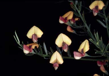 APII jpeg image of Daviesia mesophylla  © contact APII