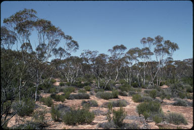 APII jpeg image of Eucalyptus gracilis,<br/>Beyeria opaca  © contact APII