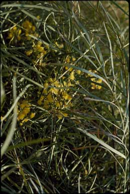 APII jpeg image of Acacia iteaphylla 'Parsons Cascade'  © contact APII