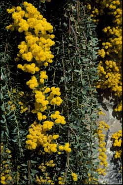 APII jpeg image of Acacia cultriformis 'Cascade'  © contact APII