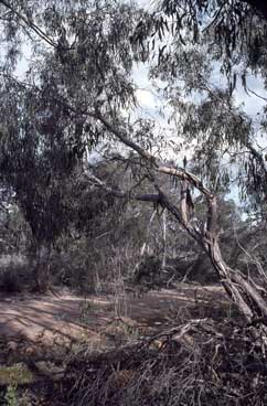 APII jpeg image of Eucalyptus willisii subsp. falciformis  © contact APII