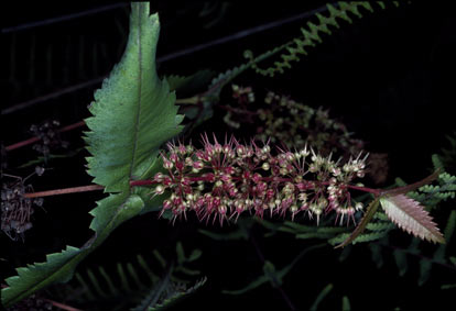 APII jpeg image of Acrophyllum australe  © contact APII