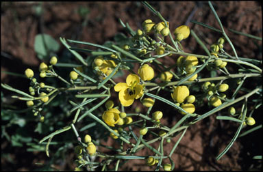 APII jpeg image of Senna artemisioides subsp. petiolaris  © contact APII