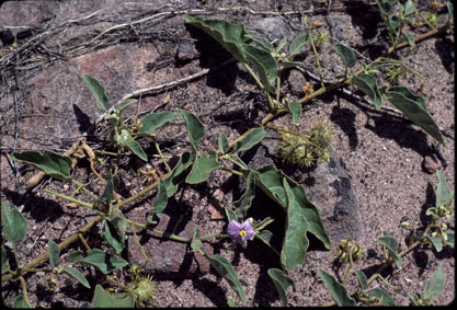 APII jpeg image of Solanum lapidosum  © contact APII