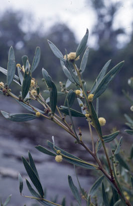 APII jpeg image of Acacia heteroclita  © contact APII