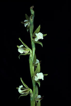 APII jpeg image of Prasophyllum fimbria  © contact APII