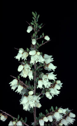 APII jpeg image of Cryptandra arbutiflora  © contact APII