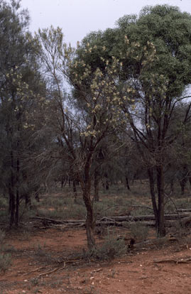 APII jpeg image of Eremophila oppositifolia subsp. oppositifolia  © contact APII