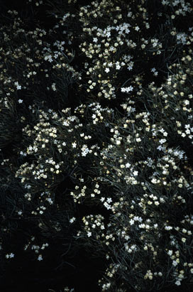 APII jpeg image of Phebalium microphyllum  © contact APII