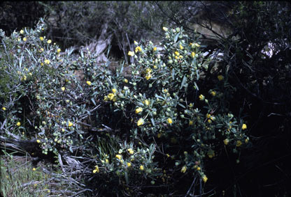 APII jpeg image of Hibbertia potentilliflora  © contact APII