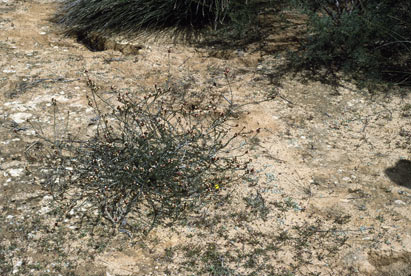 APII jpeg image of Chamelaucium brevifolium  © contact APII