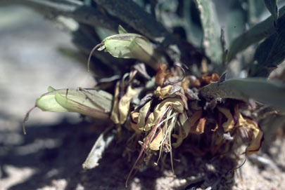 APII jpeg image of Leptosema tomentosum  © contact APII