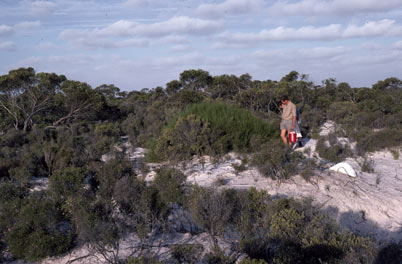 APII jpeg image of Adenanthos cuneatus,<br/>Eucalyptus incrassata,<br/>Daviesia retrorsa  © contact APII