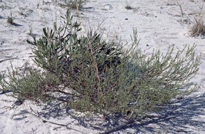 APII jpeg image of Daviesia incrassata subsp. teres  © contact APII