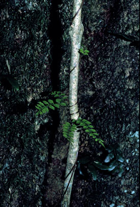 APII jpeg image of Lygodium microphyllum  © contact APII