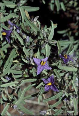 APII jpeg image of Solanum coactiliferum  © contact APII