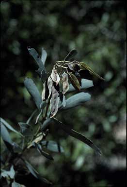 APII jpeg image of Acacia barringtonensis  © contact APII