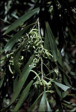 APII jpeg image of Acacia maidenii  © contact APII