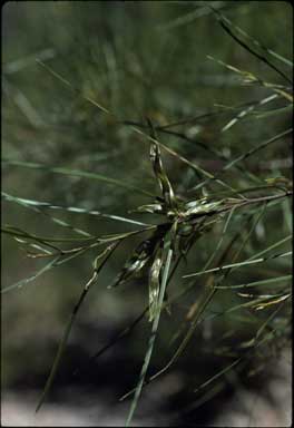APII jpeg image of Acacia viscidula  © contact APII