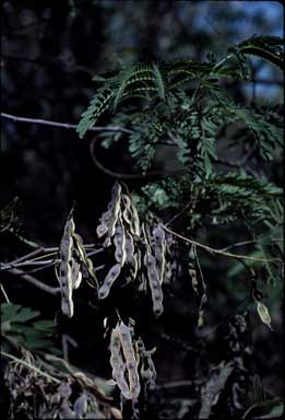 APII jpeg image of Acacia schinoides  © contact APII