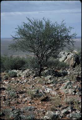 APII jpeg image of Acacia tetragonophylla  © contact APII