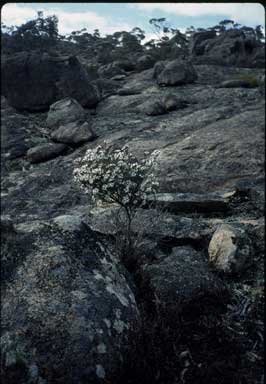 APII jpeg image of Olearia iodichroa  © contact APII