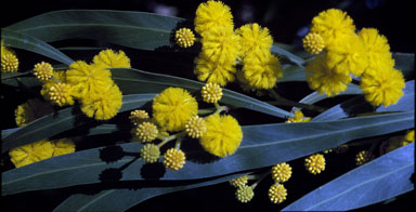 APII jpeg image of Acacia cyanophylla  © contact APII